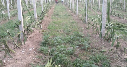 image-here